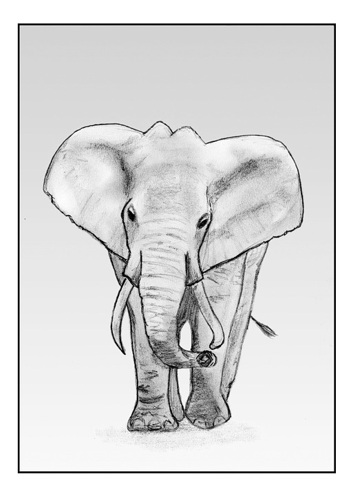 elephant.jpg